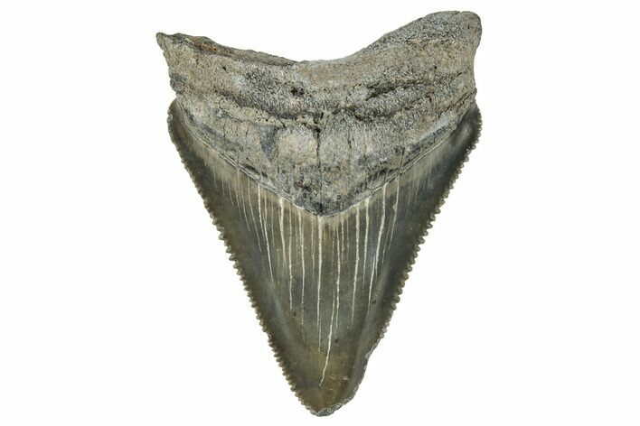 Serrated, Juvenile Megalodon Tooth - South Carolina #324316